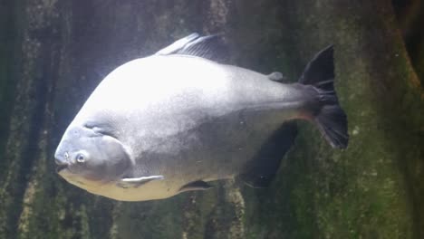 pez pacu bajo el agua