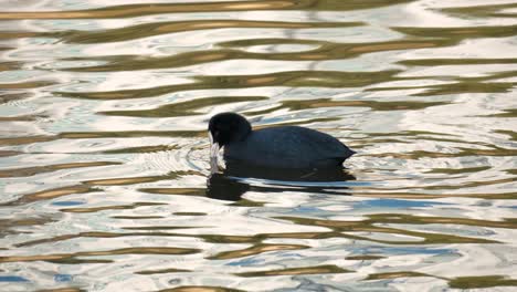 Eurasian-Coots-Eating-Algae-on-River-At-Sunset