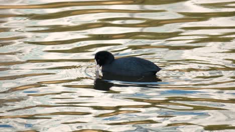 fochas euroasiáticas comiendo algas en el río al atardecer