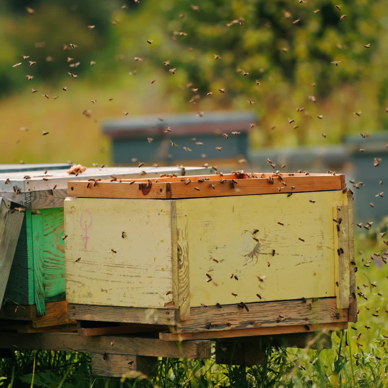 Numerous worker bees swarming around the open hive. Irritated insects trying to come back to their homes. Blurred backdrop
