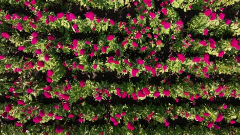 drone footage of a mexican traditional flower field in atlixco, puebla