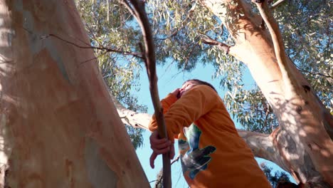 niño caucásico escalando en la rama, de un gran árbol de eucalipto