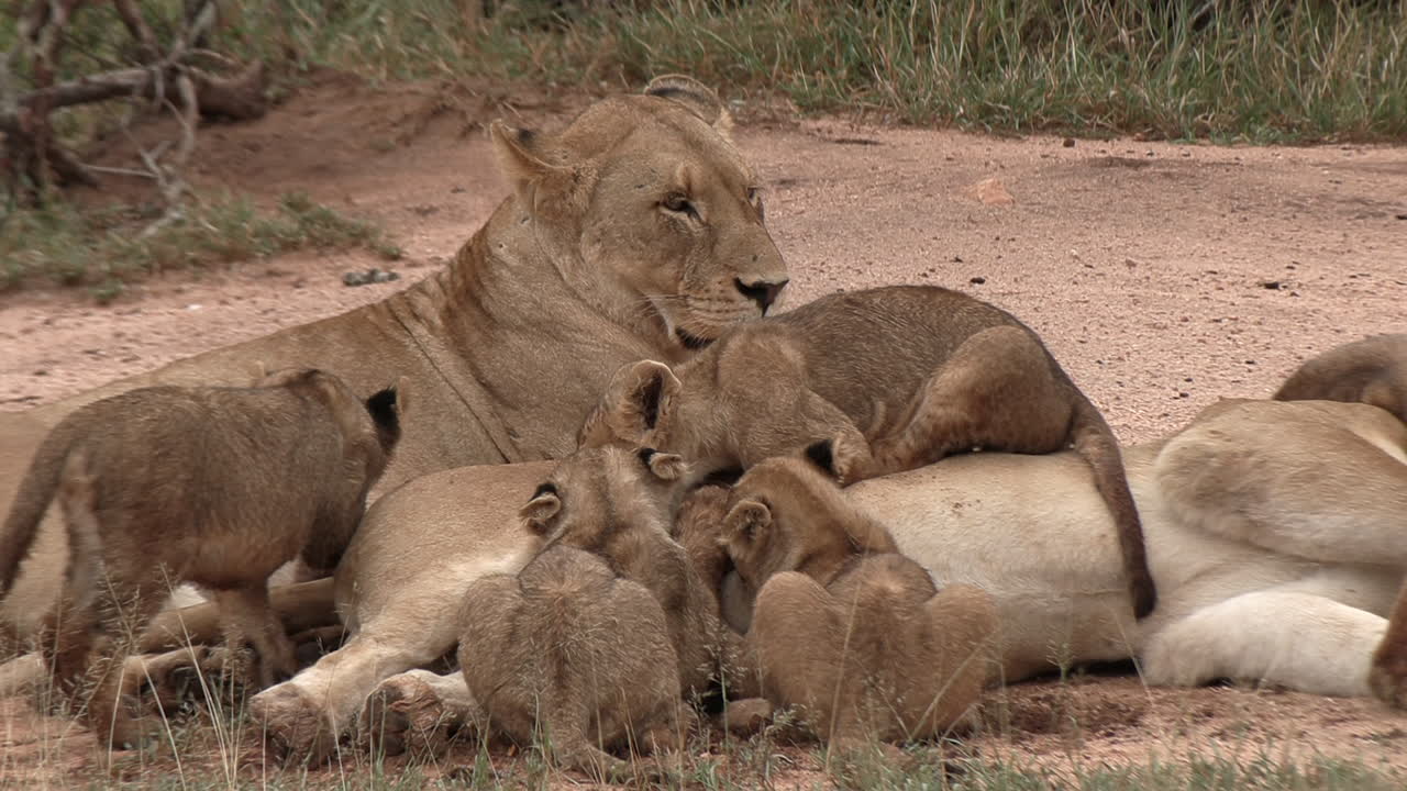 close-up van een leeuwin die op haar zij in het zand ligt en haar welpen voedt