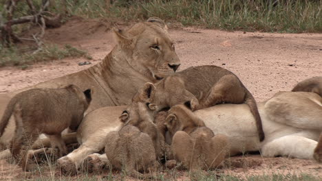 Close-up-of-a-lioness-lying-on-her-side-in-the-sand-and-nursing-her-cubs