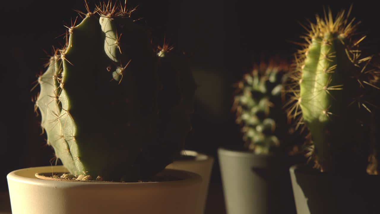 Close Up of Cacti in Pots