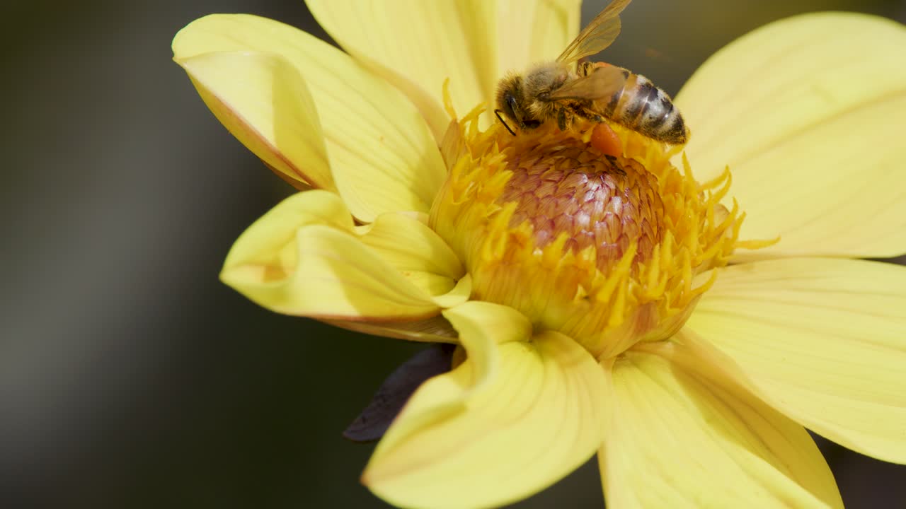 A honey bee gathers pollen on a yellow daisy in natural daylight, with close-up macro shots and shallow depth of field highlighting pollination
