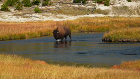 Filmischer-Zeitlupenzoom,-Nationaler-Geo-Epos,-Riesiger-Büffel,-Der-Den-Firehole-River-Auf-Halbem-Weg-überquert,-Geysir,-Großes-Prismatisches-Becken,-Yellowstone-Nationalpark,-Tierwelt,-Herbst,-Gras,-Sonnige-Farben,-Tagsüber