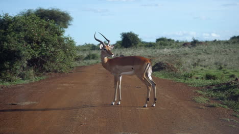 eine thomson-gazelle aus ostafrika