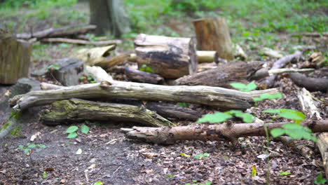 Pan right on a stack of rotten dry deadwood on the ground in the untrodden forest, dead tree branches, low angle of view close-up