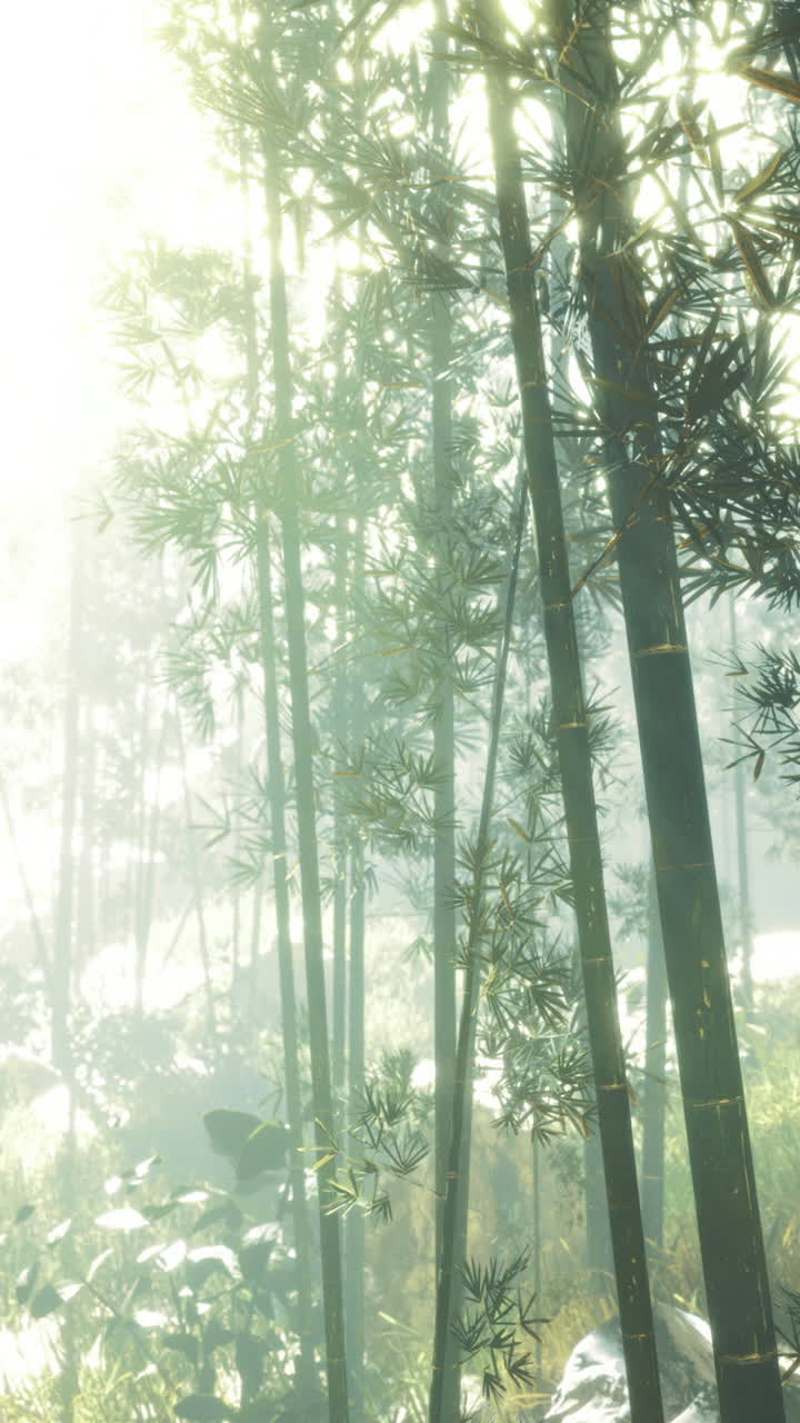 Luminous bamboo grove at dawn creates a magical atmosphere of tranquility