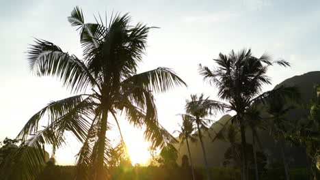 Aerial-rising-above-palm-trees-in-mangrove-forest-area-at-sunset,-Krabi,-Thailand