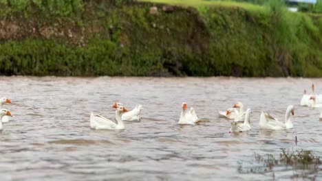 Cygnus-Olor-Oder-Weißer-Schwan-Auf-Dem-Wasserstrom-Des-Flusses