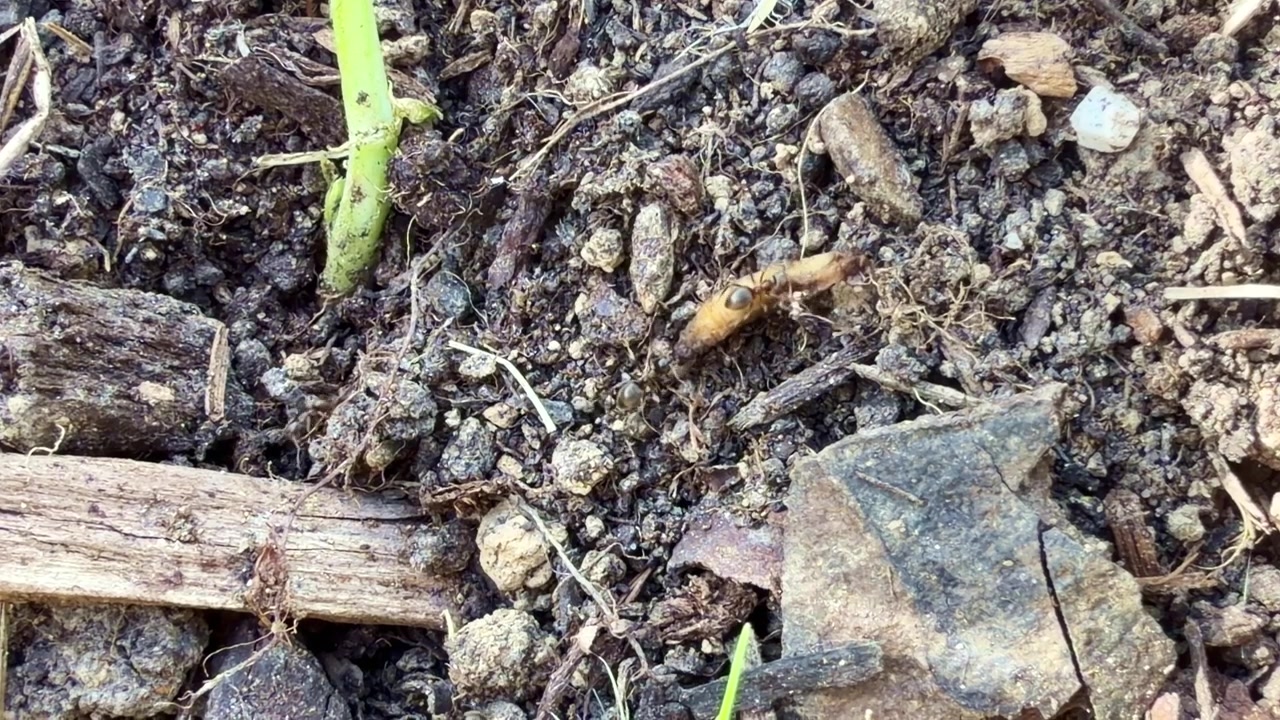 Primo piano macro di formiche nere che iniziano ad attaccare e trasportare larve di tipula in giardino