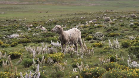 ovejas lanudas rumian en pradera de flores silvestres amarillas y blancas