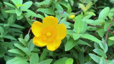 flor amarilla brillante en el follaje verde, mostrando la belleza vibrante de la naturaleza