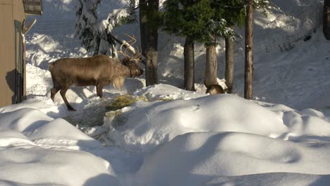 Rentiere-Hängen-Im-Schnee