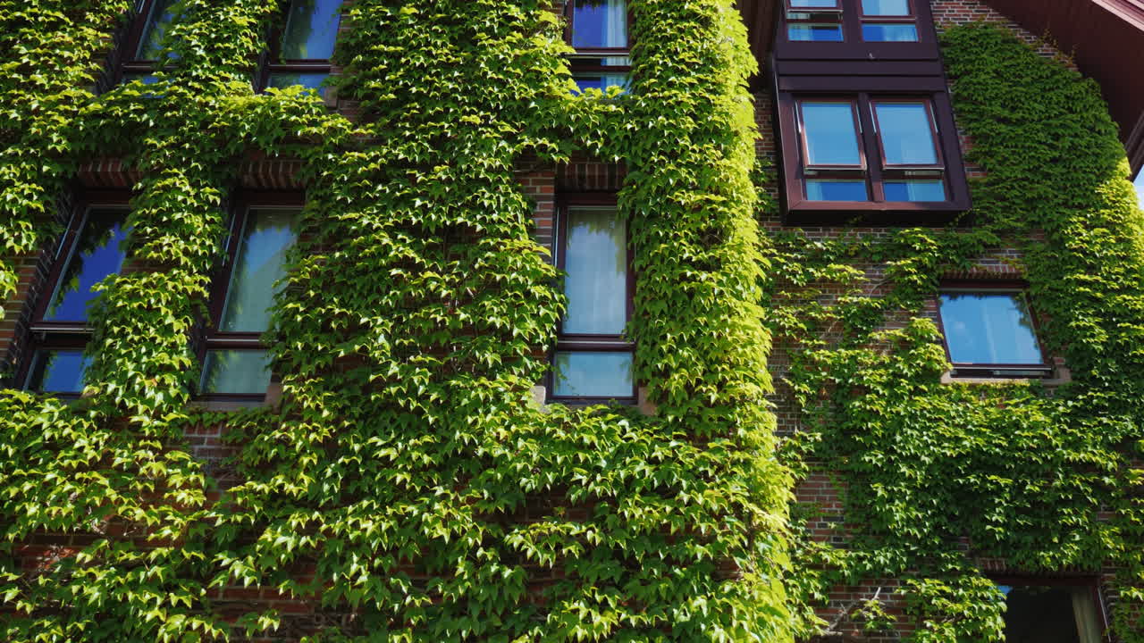 벽돌 건물의 창문은 도시의 담쟁이덩굴로 덮여 있었다