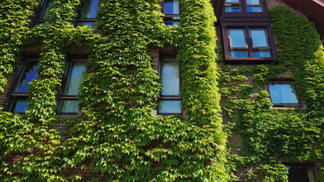 the windows of the brick building were covered with ivy greens in the city