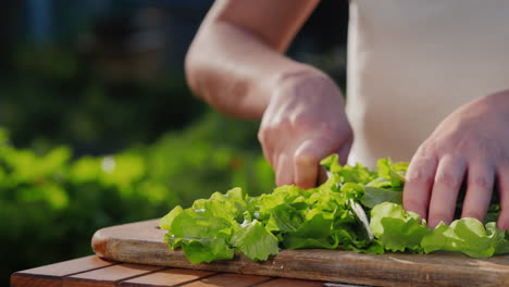 a woman cuts a salad against the background of her small vegetable garden with herbs