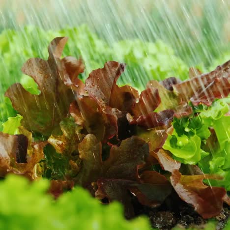 planta industrial para riego de campos aguas papas 1