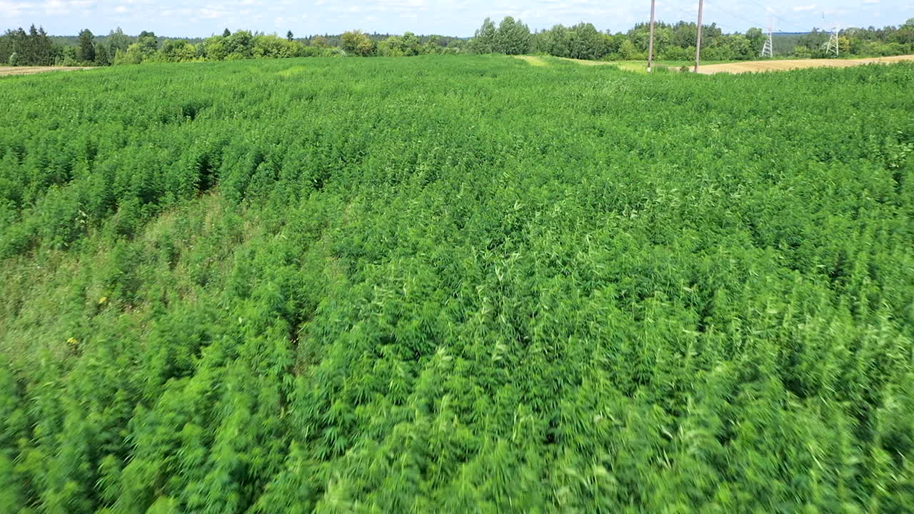 antena: volando hacia atrás sobre plantas de cáñamo o hierba de cannabis en un día soleado con cielo azul y nubes en el fondo, disparado a 50 fps, cámara lenta