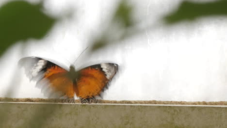 Nahaufnahme-Eines-Orangefarbenen-Tropischen-Tigermonarchfalters,-Der-Mit-Seinen-Flügeln-Schlägt-Und-Versucht,-Auf-Einem-Taumeltier-Im-Kaiserlichen-Garten-In-Wien-Zu-Sitzen