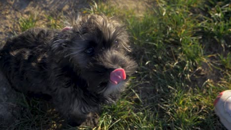 Close-up-of-cute-puppy-dog-looking-up-into-camera-on-grass-field-in-the-park-in-super-slow-motion-during-summer-with-puppy-dog-eyes