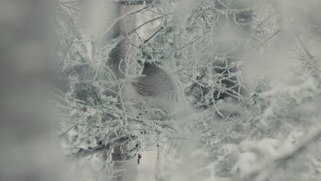 pájaro urogallo superado en el bosque invernal