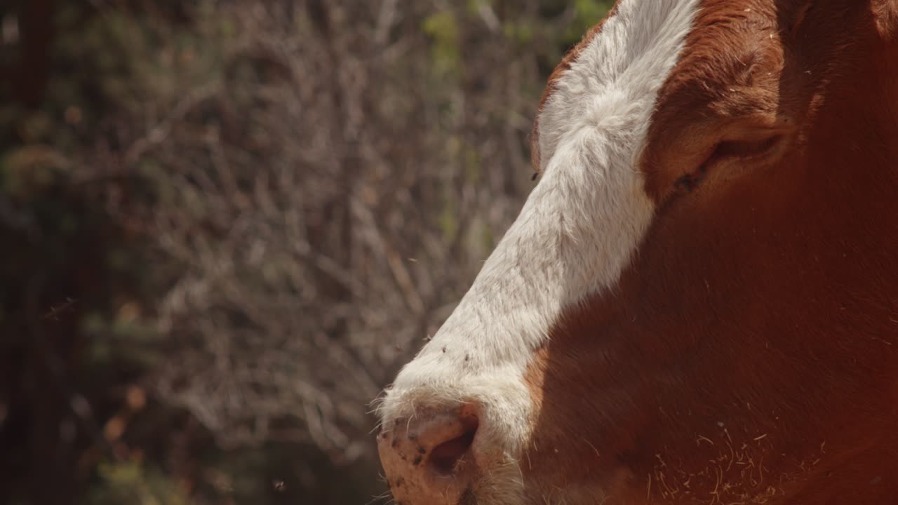 Close-up of a Brown and White Cow's Face with Flies