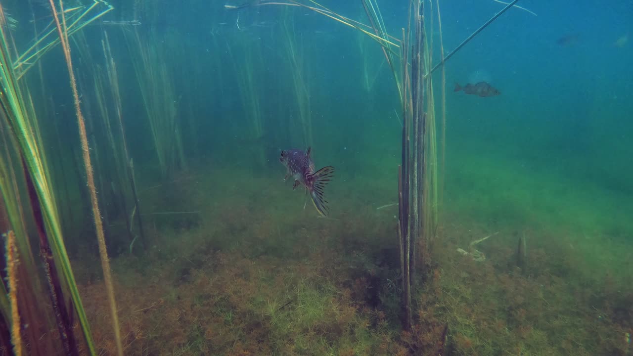 vista submarina capturada por un gopro en un lago polaco