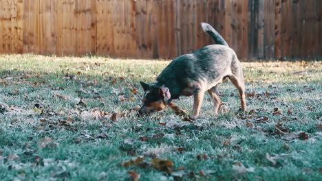 Perro-Blue-Heeler-Buscando-Palo-En-La-Mañana-Helada-En-Cámara-Lenta