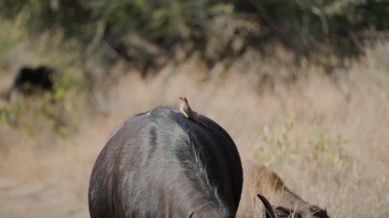 Oxpecker on Buffalo