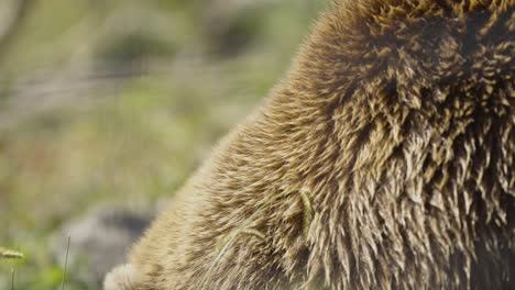 Grizzly-bear-close-up-of-fur