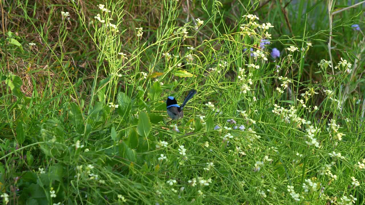A male Superb Fairywren (Malurus cyaneus) hops between stems in its natural habitat, spreads the wings and fly away, close up shot