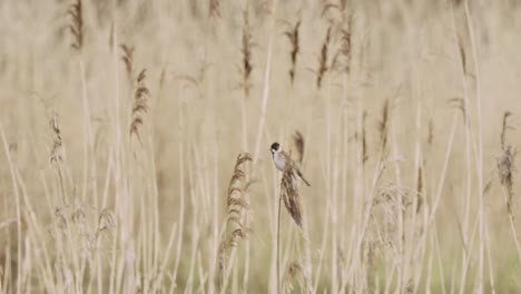 Male-common-reed-bunting-perched-on-a-reed-in-dutch-groves