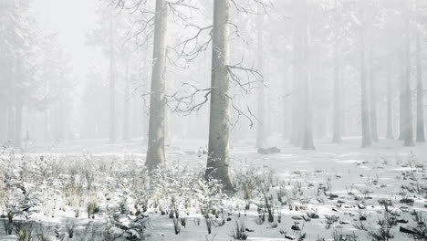 bosque mágico de diciembre con luz de rayos de sol