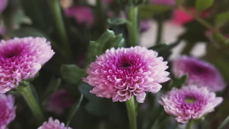 Panning-with-florist-daisy-flower