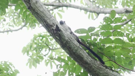 monkey ape primate climbing on branch in jungle rainforest trees, exotic landscape nature