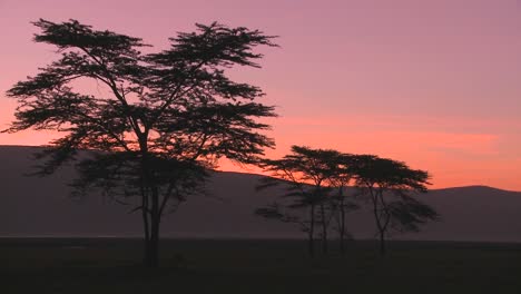 beautiful acacia trees at dawn on the african savannah