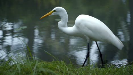 gran garza de pie en el agua y comiendo