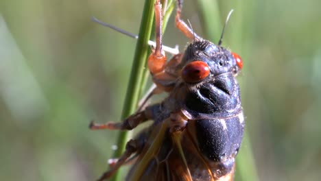 a close-up head shot of a seventeen year cicada on a blade of grass