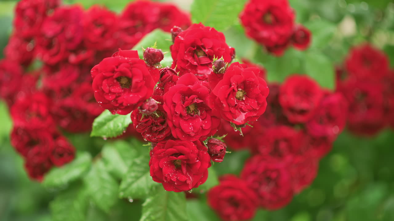 Vivid close up of red roses covered in dew drops after rain