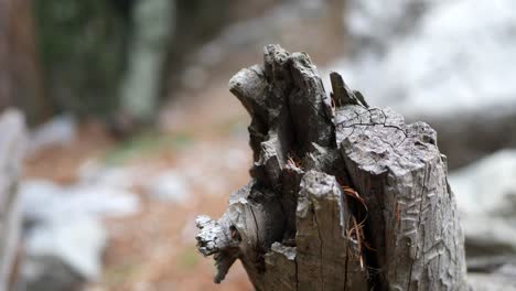 a man hiker walking on a nature trail past a tree stump