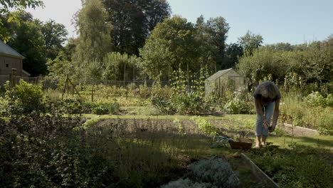 woman working in beautiful green kitchen garden - wide