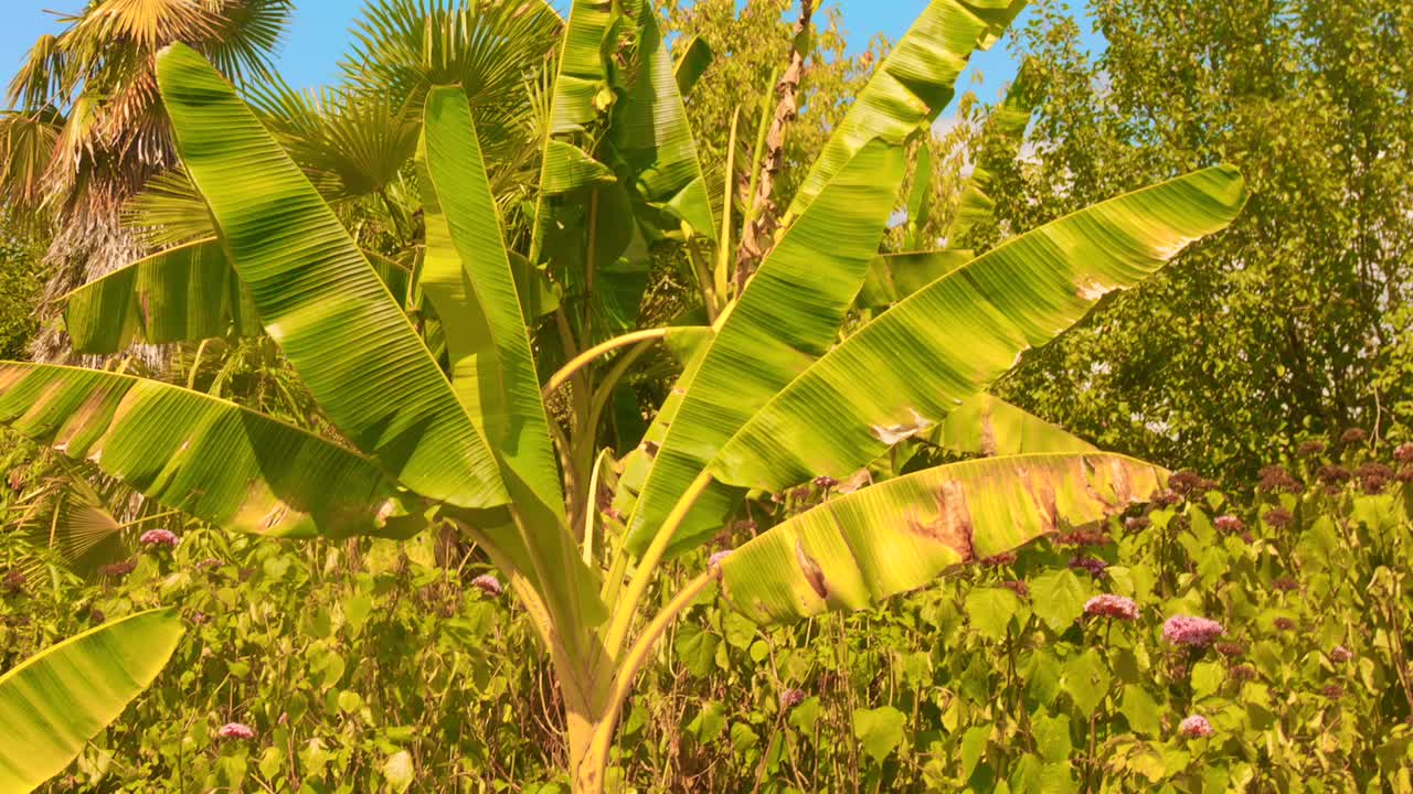 A vibrant banana tree stands tall amidst a rich green garden. The sun casts bright rays, highlighting the tree's glossy leaves. The mood is lively and serene in this tropical paradise