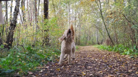 Perro-Goldendoodle-Corriendo-Hacia-La-Cámara-En-Cámara-Lenta-E-Intenta-Atrapar-Hojas-De-Otoño,-Juega-Con-El-Dueño