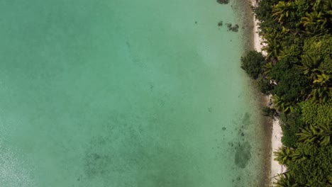 vista aérea de una playa tropical con palmeras y agua clara