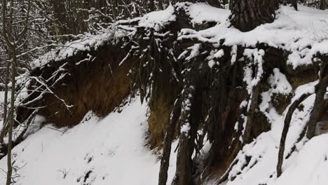 bosque cubierto de nieve