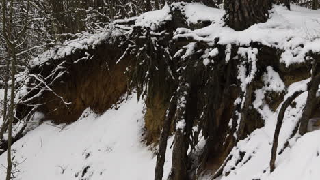 snow-covered forest