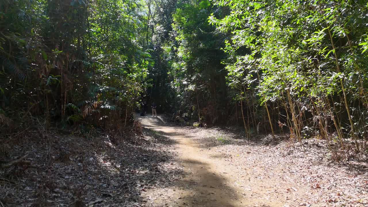 A drone glides through a sunlit forest path, capturing vibrant greenery and serene natural beauty